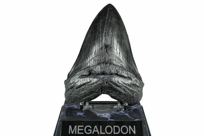 Fossil Megalodon Tooth - South Carolina #371766
